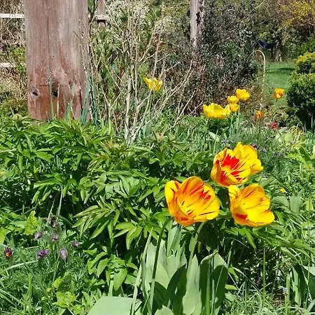 Bialy Dzik Uszyszek *