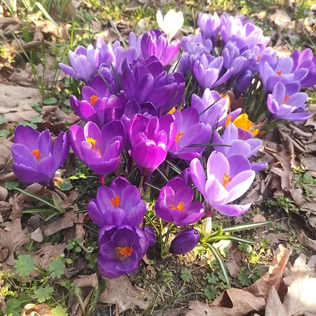 Bialy Dzik Uszyszek * Stawno