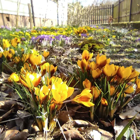 Bialy Dzik Uszyszek *