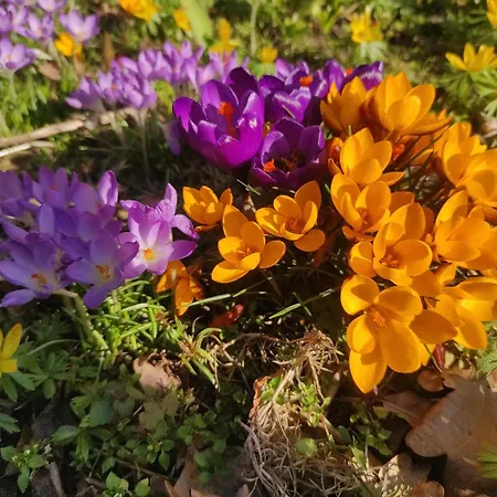 度假居 Bialy Dzik Uszyszek *