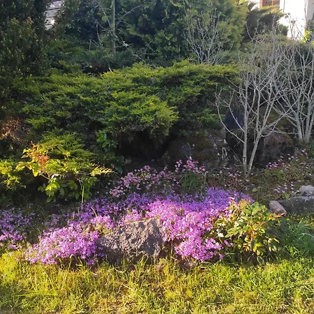 Bialy Dzik Uszyszek *