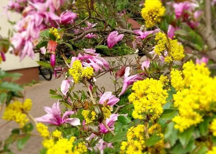 Biały Dzik Uszyszek * Stawno