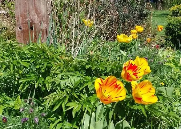 Biały Dzik Uszyszek *