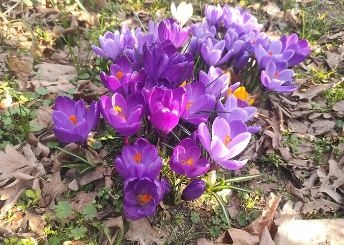 Biały Dzik Uszyszek * Stawno