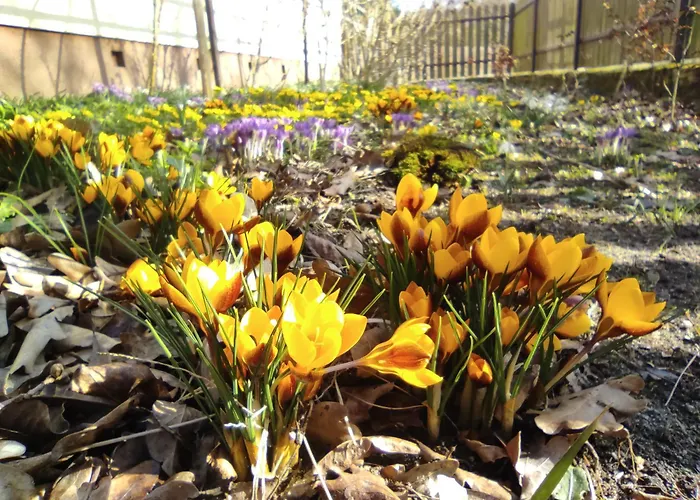 Biały Dzik Uszyszek *
