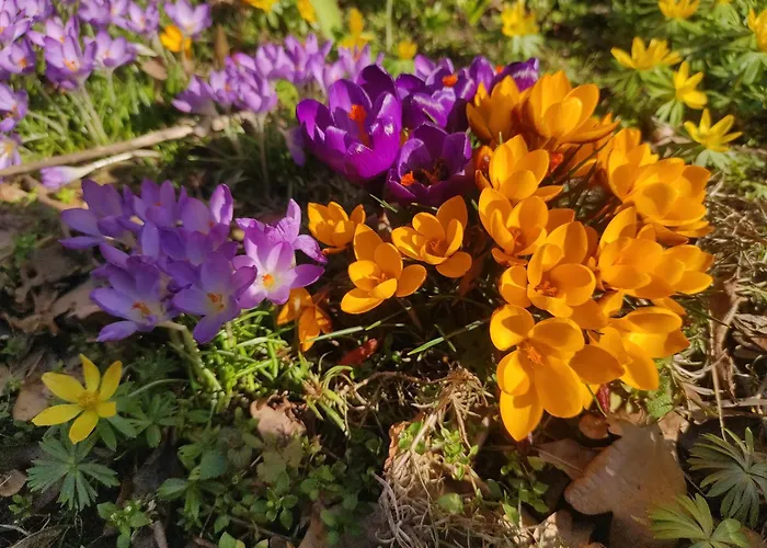 Dom wakacyjny Biały Dzik Uszyszek *